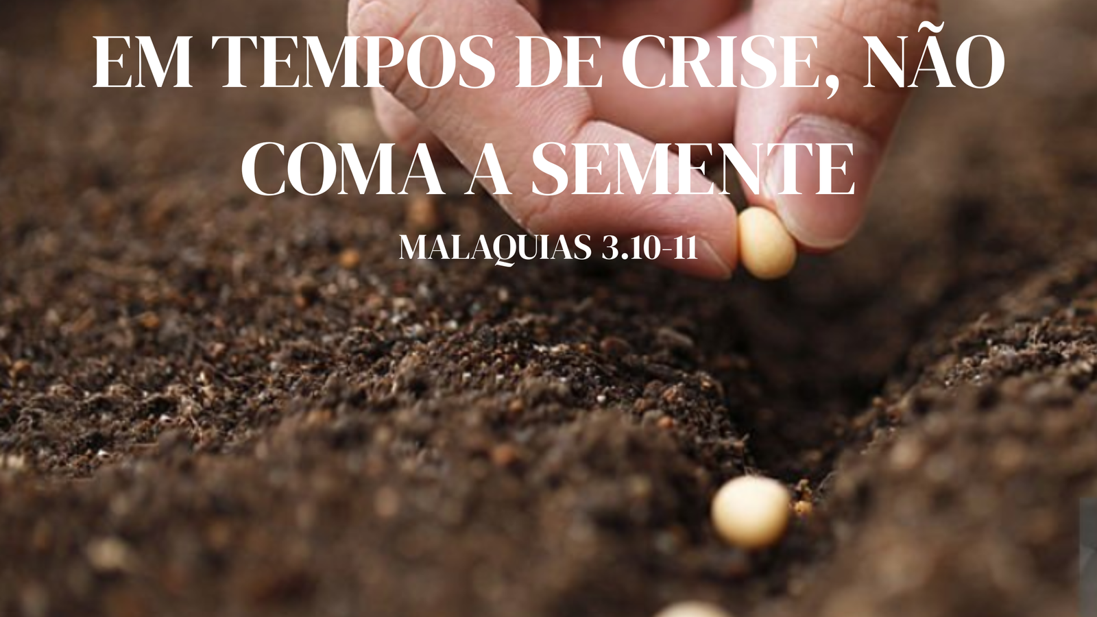 semente